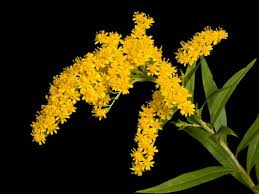 See more ideas about flowers, planting flowers, plants. Tall Goldenrod South Carolina State Wildflower