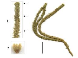 Image result for Hyparrhenia rudis