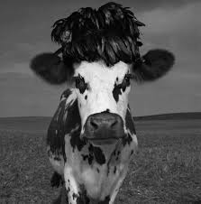 Black And White Cow Name This Model Really Is A Heifer Jean Baptiste Mondino S Cow Photos For A Oh La Vache Cow Photos Cow Pictures Cow