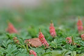 Image result for Indigofera spicata