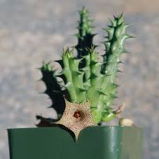 Image result for Huernia