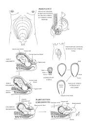 Chapter 36 Uterine Growth During Pregnancy And Parturation