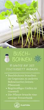Pflanzen Fur Die Fensterbank 12 Krauter Gemuse Plantura Pflanzen Buschbohnen Gartentipps