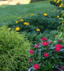 Pin On Garden Beauty
