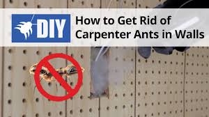 Ants pose a health risk. How To Get Rid Of Carpenter Ants In Walls Youtube