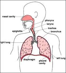 In the same way the bronchi branch. 8 Lungs Ideas Body Systems Respiratory System Human Body Systems