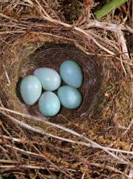 Garden Bird Birds And Their Eggs Pictures Pin By John Burrows On Design Typography Hedge Sparrow Sparrow Eggs Sparrow Nest