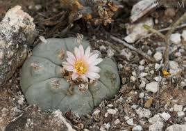 Peyote | Description, Distribution, & Uses | Britannica