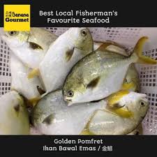 Detect language english german french italian turkish. Ikan Sebelah Flounder Fish Whole Fillet Fresh Frozen Seafood From Kuala Selangor Shopee Malaysia