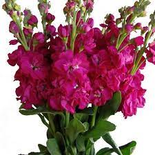 Stock Double Hot Pink Stock Pink Flower Arrangements Wedding Flower Types Hot Pink Flowers