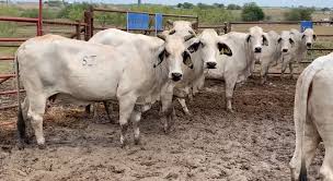 Watch this page for our updates on cattle for sale. 8 Brahman Cows Confirmed Bred To A Brahman Bull 0905 Ribear Cattle Co