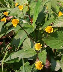 Image result for Acmella