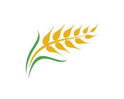 Agriculture Wheat Vector Wheat Vector Wheat Design Larkspur Tattoo