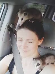 Typical Drive in the morning... 😆 , #opossums #possum