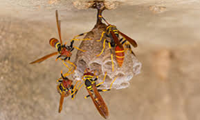 Skip to why select pest control services? Top 10 Best Pest Exterminators In Homestead Fl Angi