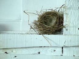  190 Nests Ideas Bird Nest Bird Eggs Bird Feathers