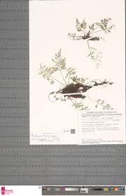 Image result for Asplenium dregeanum