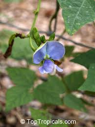 Image result for Psophocarpus