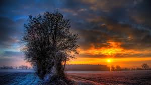 2560x1440 Wallpaper Field Frost Tree Sun Winter Winter Sunset Winter Scenery Sunset Wallpaper