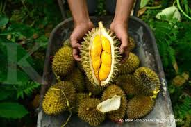 Gambar jam, jagung, gendut, kerang, galon, kaos, sushi, pena, dan durian. Ini 5 Manfaat Durian Yang Kaya Nutrisi Untuk Kesehatan Tubuh