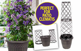 You've come to the right place for clematis! Yougarden Com Save 5 Double Clematis Taiga Today Milled