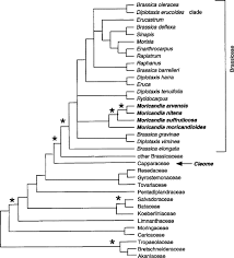 Image result for Pentadiplandraceae