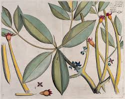 Image result for Rhizophora mucronata