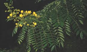 Image result for Senna siamea