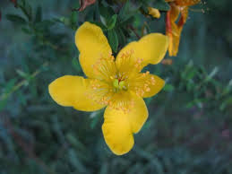 Image result for Hypericum revolutum