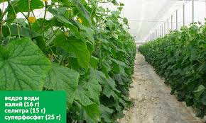 Коли та як правильно вносити мочевину під час плодоношення