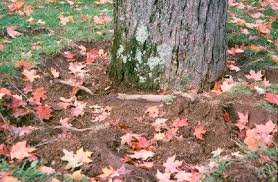 Check spelling or type a new query. Transplanting Landscape Trees
