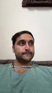 Dogs Over Humans: A Cute Dog Seeking Attention