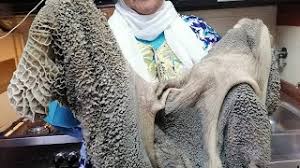 في هذه الطريقة يتم غسل الكرشة جيداً بالماء البارد، وبعد ذلك يتم التخلص من جميع الزوائد والأوساخ الموجودة داخل الكرشة، وبعد ذلك نضع الكرشة في كيس بلاستيكي ثم نتركها في الفريزر لمدة لا. Ø§Ø¨ÙŠØ¶ Ù…Ù† Ø§Ù„ÙˆØ±Ø¯ Ø·Ø±ÙŠÙ‚Ø© ØªÙ†Ø¸ÙŠÙ Ø§Ù„ÙƒØ±Ø´Ø© ÙˆØ§Ù„Ù…Ù…Ø¨Ø§Ø± Ø¨Ø³Ø±Ø¹Ø© Ø§Ù„ØµØ§Ø±ÙˆØ® ÙÙŠØ¯ÙŠÙˆ Ø£Ø®Ø¨Ø§Ø±Ù†Ø§