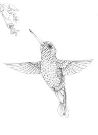 Hummingbird ink and watercolor art. Hummingbird By Tiffany Scull Bird Drawings Hummingbird Drawing Bird Sketch