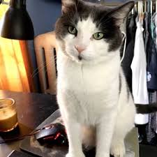 If a double adoption, adopters must bring. Pet Adoption In Manhattan Yelp