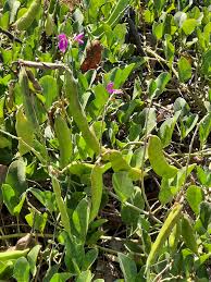 Image result for Canavalia rosea