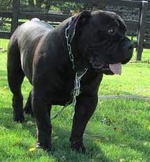 Boerboel puppies for sale, boerboel dogs for adoption and boerboel dog breeders. Boerboel Puppy For Sale In Saint Louis Mo Adn 22075 On Puppyfinder Com Gender Male Age On The Way Boerboel Puppies Giant Dogs Giant Dog Breeds