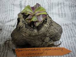 Image result for Aeollanthus subacaulis