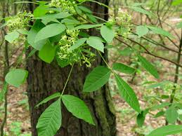 Image result for Toddalia crenulata