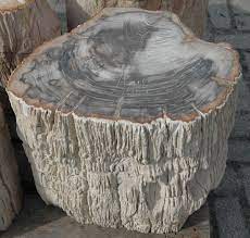 Check spelling or type a new query. Petrified Wood From Indonesia