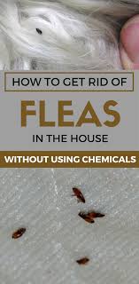 How To Get Rid Of Fleas In The House Without Using Chemicals Home Remedies For Fleas Fleas Flea Remedies
