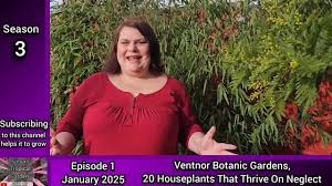 Image result for Thunbergia vogeliana