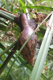 Maybe you would like to learn more about one of these? Helicidae An Overview Sciencedirect Topics