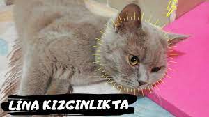 kedim kizginlik doneminde lina kizginlik donemi kedi sevimli kediler yavru kediler