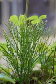 Image result for Psilotrichum