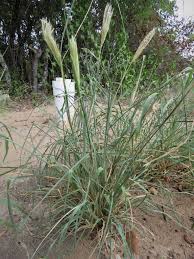 Image result for Chloris virgata