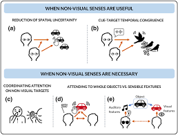 I think you should buy the blue one. Coordinating Attention Requires Coordinated Senses Springerlink