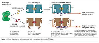 Image result for Selective Estrogen Receptor Modulator