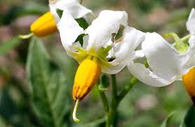 Image result for Solanum
