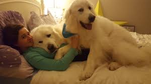 Popularity (dog breed atlas rank). Life With A Great Pyrenees During The Summer